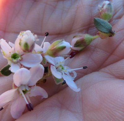 Agathosma spinescens, photographed by linkie