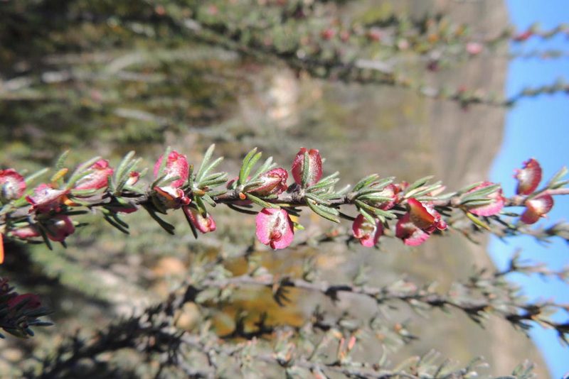 Cliffortia alata, photographed by jillblignaut