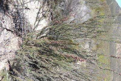 Cliffortia alata, photographed by jillblignaut