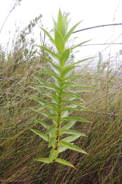 Cliffortia grandifolia, photographed by jillblignaut