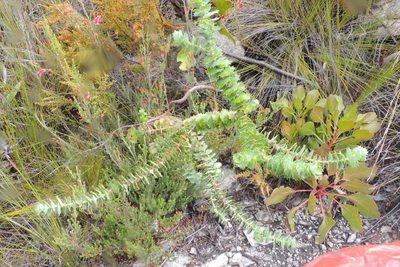 Cliffortia reniformis, photographed by jillblignaut