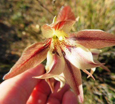 Gladiolus hyalinus, photographed by linkie
