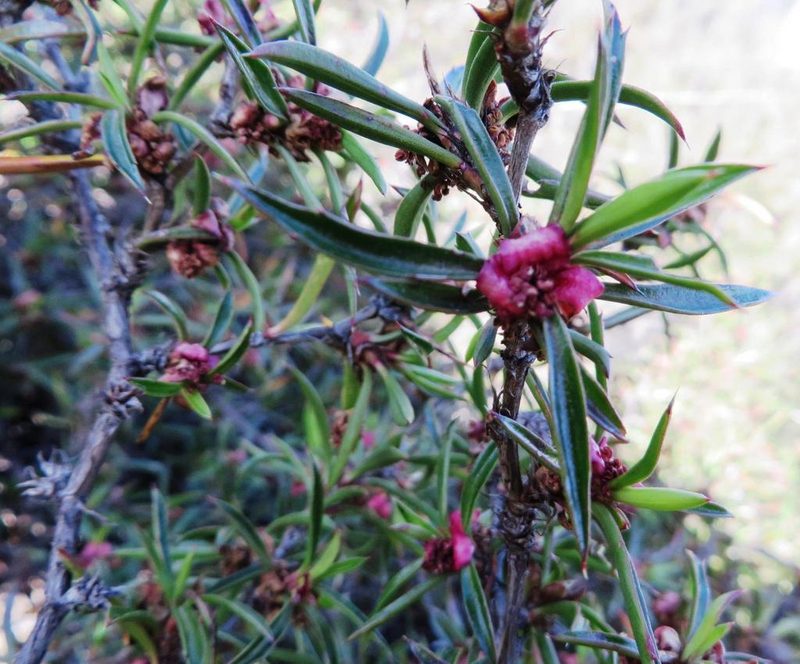 Cliffortia acutifolia, photographed by linkie