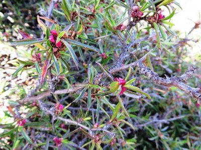 Cliffortia acutifolia, photographed by linkie