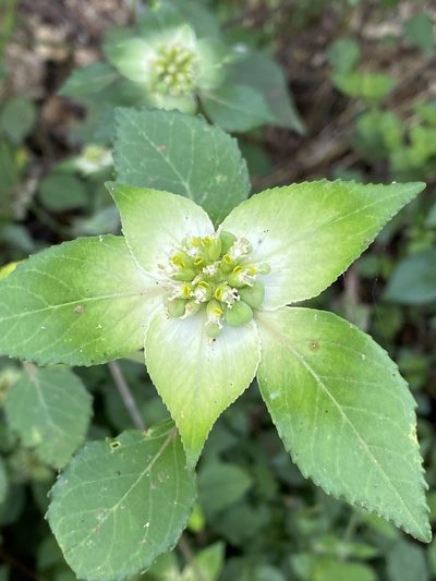 Euphorbia schiedeana, photographed by Elliott Gordon