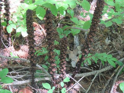 Allotropa virgata, photographed by Erin Springinotic