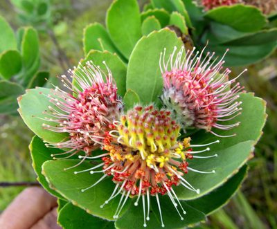 Leucospermum winteri, photographed by Di Turner