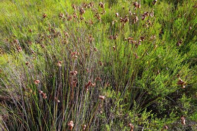 Staberoha cernua, photographed by Di Turner