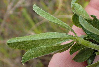 Psoralea spicata, photographed by Nicola van Berkel
