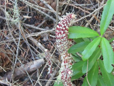 Allotropa virgata, photographed by Erin Springinotic
