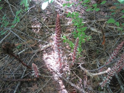 Allotropa virgata, photographed by Erin Springinotic