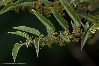 Trema micranthum, photographed by Daniel Pineda Vera