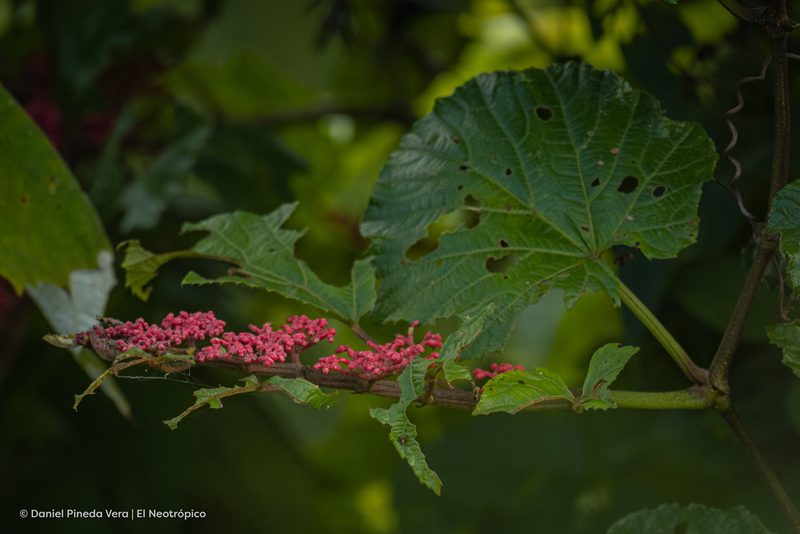 Cissus biformifolia, photographed by Daniel Pineda Vera