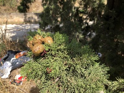Cupressus sempervirens, photographed by Pavel Kacl