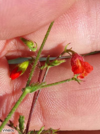 Hermannia muricata, photographed by Chris Vynbos
