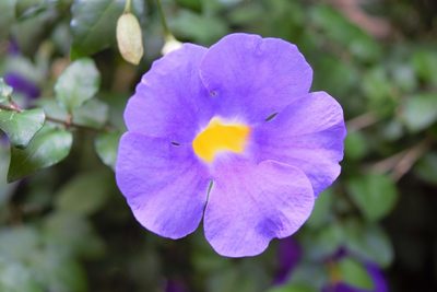 Thunbergia erecta, photographed by Anthony Batista