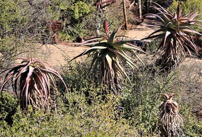 Aloe speciosa, photographed by Dave Brown