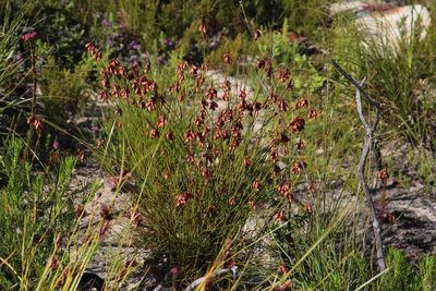 Staberoha distachyos, photographed by Tony Rebelo