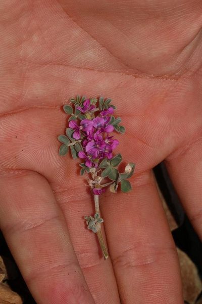 Indigastrum niveum, photographed by Brian du Preez