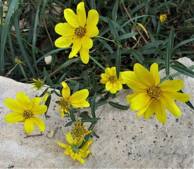 Heliomeris multiflora, photographed by sprcrkwild