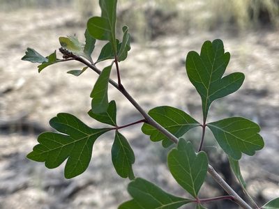 Rhus trilobata, photographed by Bobby McCabe