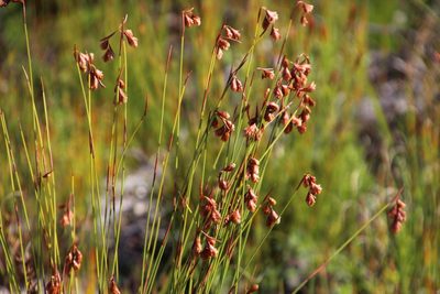 Staberoha banksii, photographed by Tony Rebelo