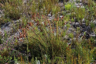 Staberoha banksii, photographed by Tony Rebelo