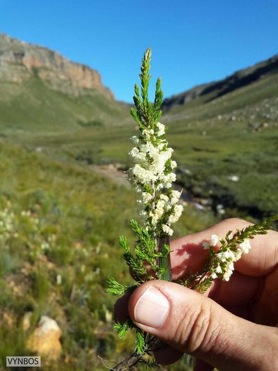 Erica leucanthera, photographed by Chris Vynbos