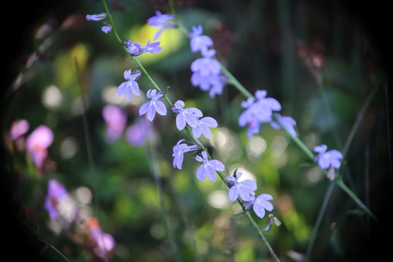 Lobelia amoena, photographed by Kathy Richardson