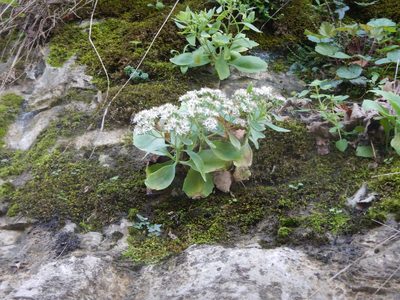 Hylotelephium telephioides, photographed by stinger