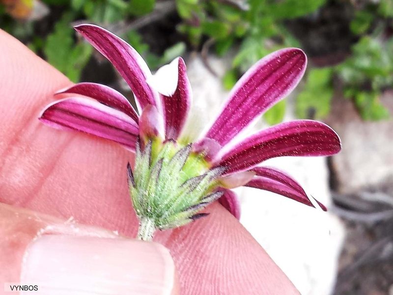 Arctotis acuminata, photographed by Chris Vynbos
