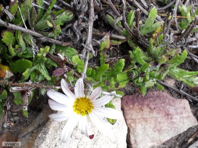 Arctotis acuminata, photographed by Chris Vynbos