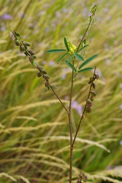 Melilotus dentatus, photographed by Patrick Hacker