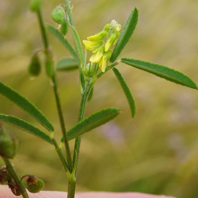 Melilotus dentatus, photographed by Patrick Hacker