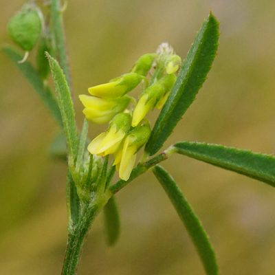 Melilotus dentatus, photographed by Patrick Hacker