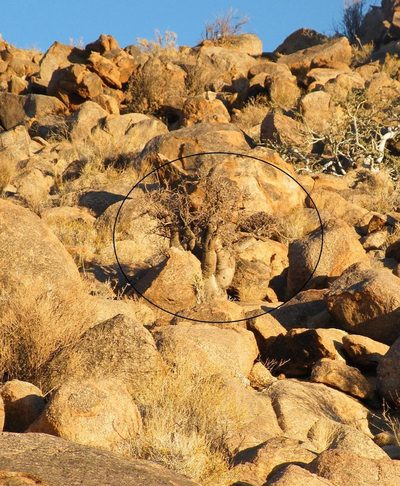 Commiphora gracilifrondosa, photographed by Antoinette Eyssell Knox