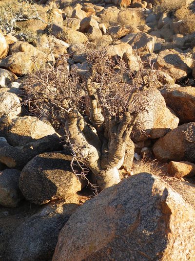 Commiphora gracilifrondosa, photographed by Antoinette Eyssell Knox