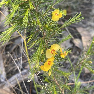 Dillwynia tenuifolia, photographed by prossington