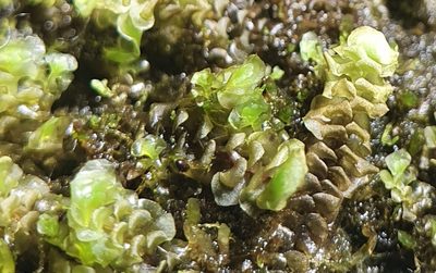 Scapania irrigua, photographed by Jonathan Hughes