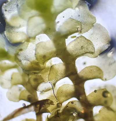Scapania irrigua, photographed by Jonathan Hughes