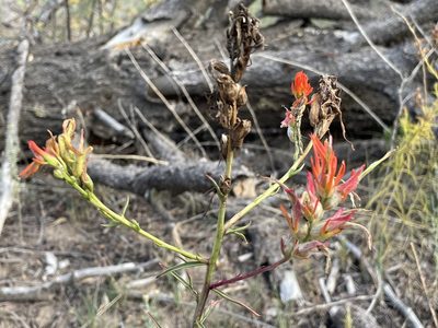 Castilleja linariifolia, photographed by Bobby McCabe