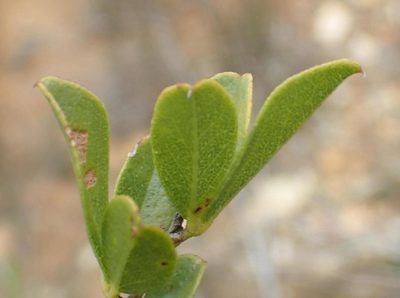 Psoralea bowieana, photographed by Nicola van Berkel