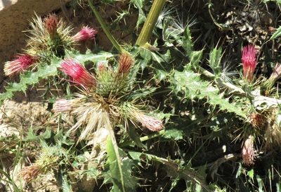 Cirsium arizonicum, photographed by sprcrkwild
