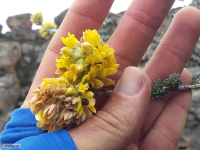 Aspalathus altissima, photographed by Chris Vynbos
