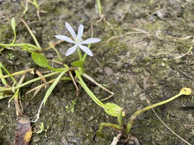 Heteranthera limosa, photographed by evangrimes