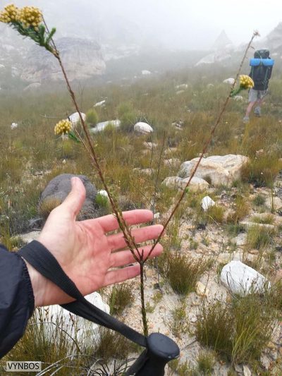 Hymenolepis dentata, photographed by Chris Vynbos