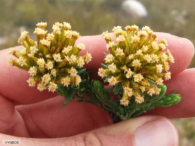 Hymenolepis dentata, photographed by Chris Vynbos