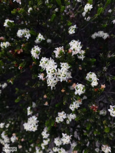 Lachnaea laniflora, photographed by Chris Vynbos
