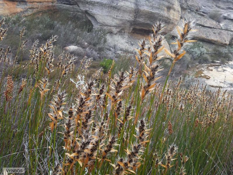 Askidiosperma nitidum, photographed by Chris Vynbos