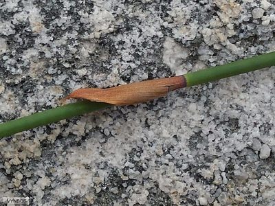 Askidiosperma nitidum, photographed by Chris Vynbos